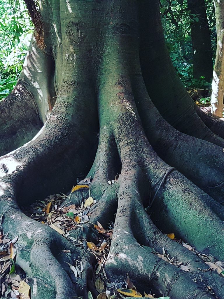 La cura degli alberi alla libreria UBIK Bologna