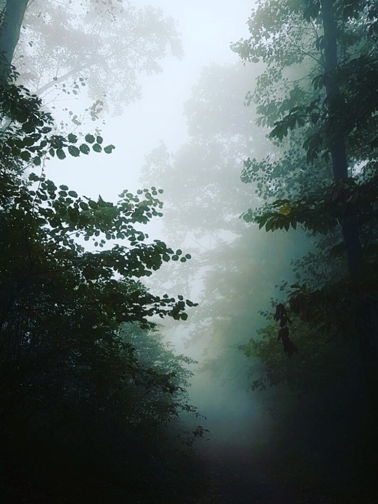La cura degli alberi alla libreria UBIK Modena