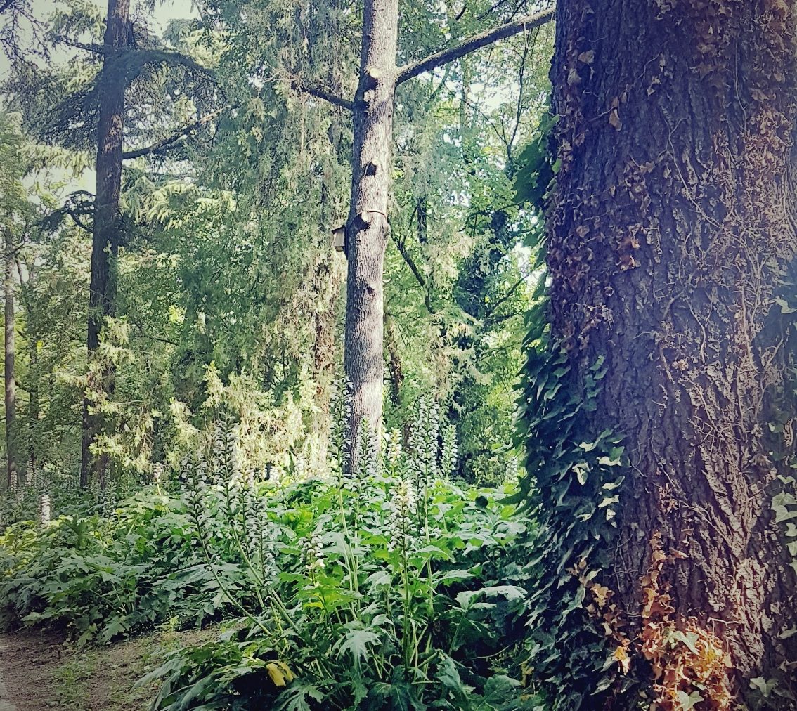 La compagnia delle piante e il dono delle otto querce. La cura degli alberi in città