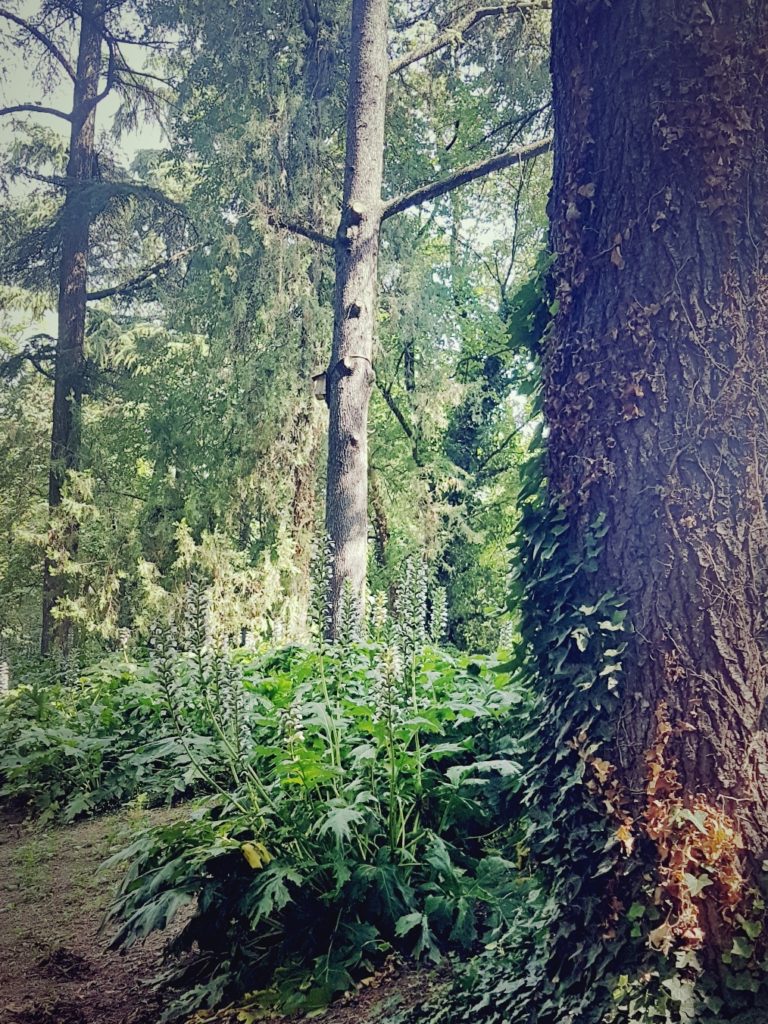 La compagnia delle piante e il dono delle otto querce. La cura degli alberi in città